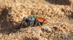 Cicindela scutellaris scutellaris