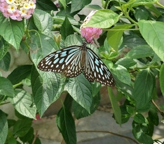 Ideopsis