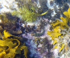 Leptoscarus vaigiensis