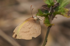 Eurema herla