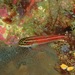 Striped Triplefin - Photo (c) Albert Kang, some rights reserved (CC BY-NC), uploaded by Albert Kang