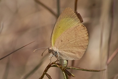 Eurema herla