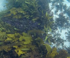 Olisthops cyanomelas