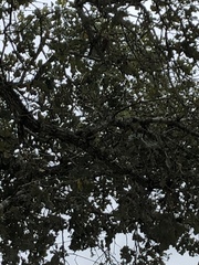 Quercus similis