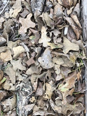 Quercus similis