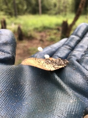 Collybiopsis quercophila