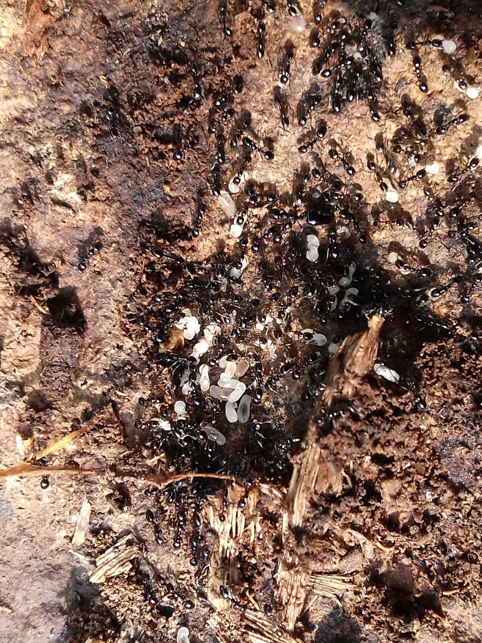 Monomorium carbonarium