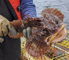 Hemitripterus americanus