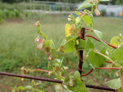 Reynoutria multiflora