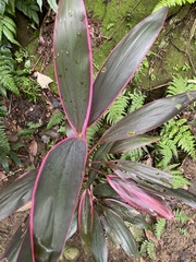 Cordyline fruticosa