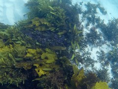 Olisthops cyanomelas