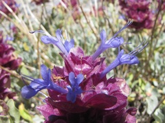 Salvia pachyphylla