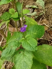 Stachytarpheta urticifolia