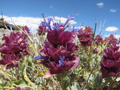 Salvia pachyphylla