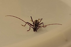 Eburia decemmaculata