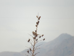 Toxostoma curvirostre