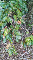 Canarium australianum