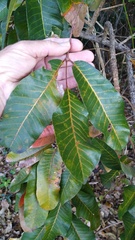 Canarium australianum