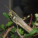 White-lined Bird Grasshopper - Photo (c) C. Mallory, some rights reserved (CC BY-NC), uploaded by C. Mallory