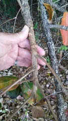 Canarium australianum