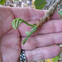 Canarium australianum