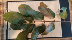 Canarium australianum