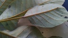 Canarium australianum