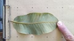 Canarium australianum