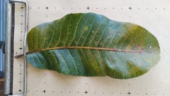 Canarium australianum