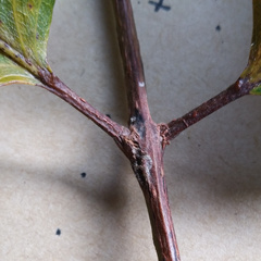 Canarium australianum