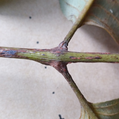 Canarium australianum