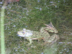 Lithobates chiricahuensis