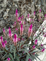 Celosia spicata