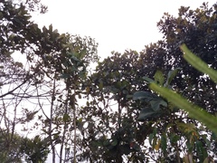 Ladenbergia macrocarpa