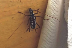 Eburia decemmaculata