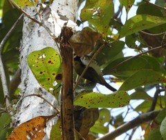 Melithreptus albogularis