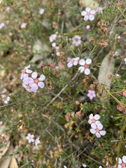 Euryomyrtus ramosissima ramosissima