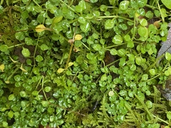 Houstonia serpyllifolia
