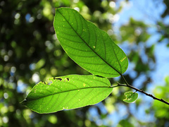 Ficus melinocarpa