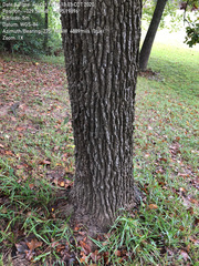 Quercus similis