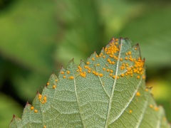 Phragmidium rubi-idaei
