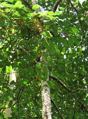 Ficus melinocarpa