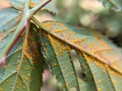 Phragmidium rubi-idaei
