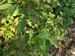 Phragmidium rubi-idaei