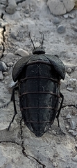 Megetra