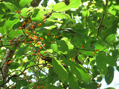 Ficus melinocarpa