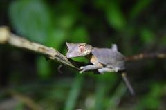 Uroplatus phantasticus