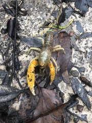 Engaeus hemicirratulus