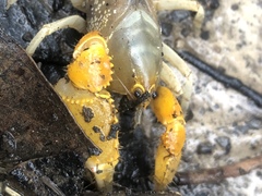 Engaeus hemicirratulus