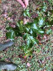 Quercus similis